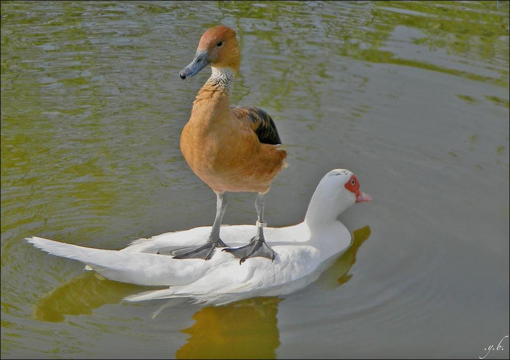 Личный кораблик
