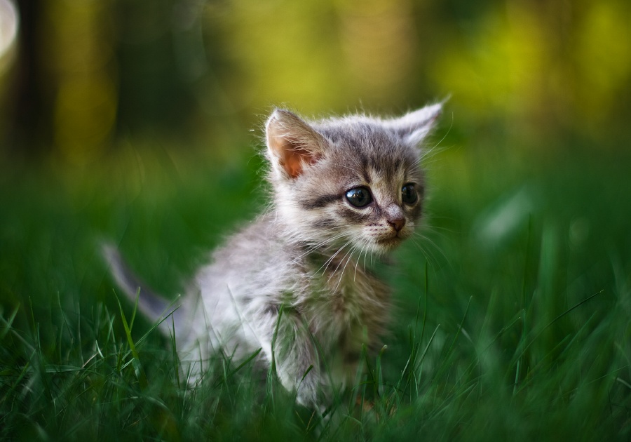 Котёнок в травке