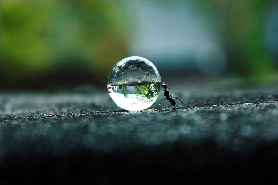 Муравей водичку пьёт