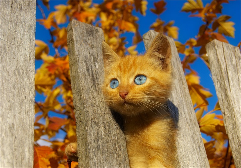 Рыжий котёнок