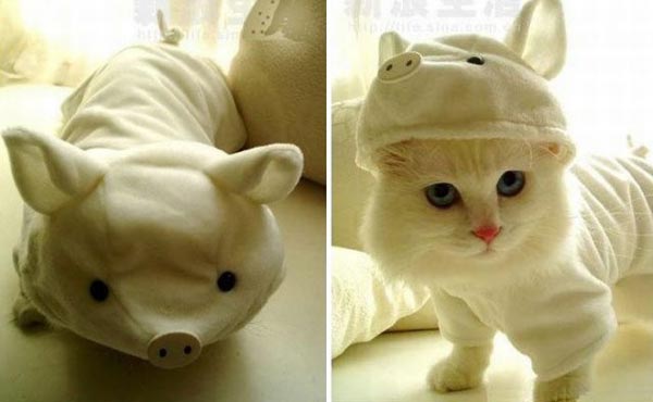 Замаскировали кота под хрюшку