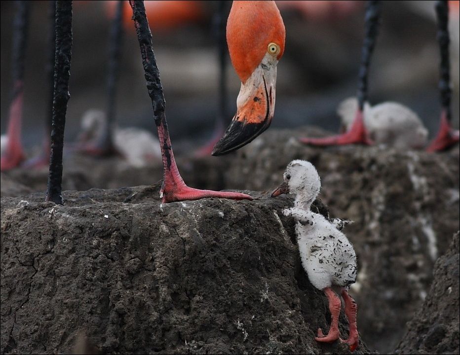 Птенцы розовых фламинго