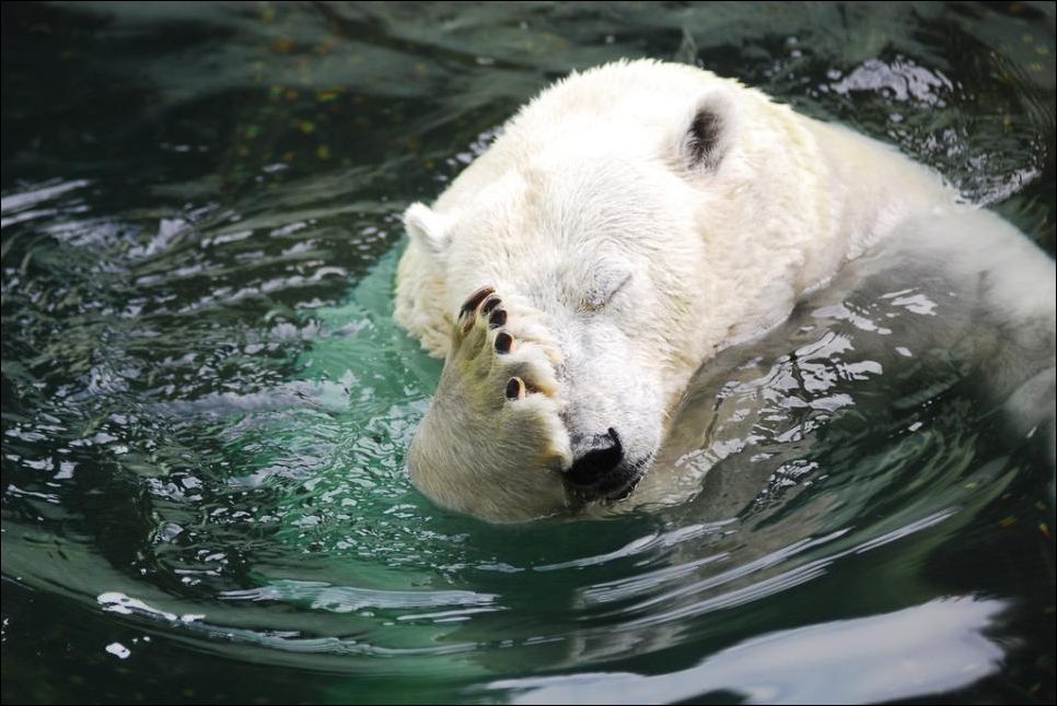 Белый мишка в воде