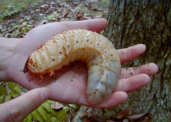 Большая личинка на руках