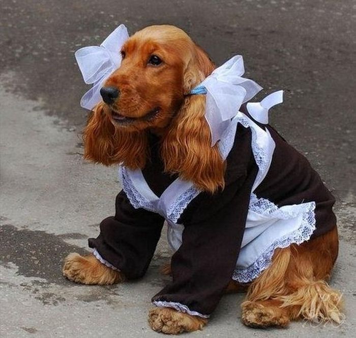Собака с выпускного
