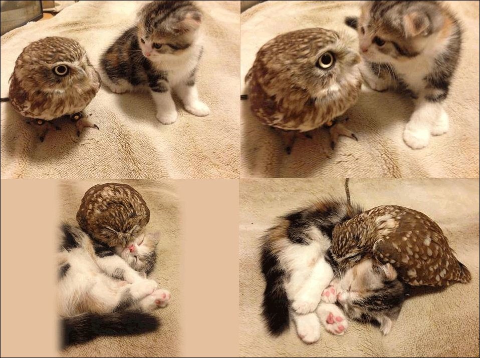 Котёнок и сова