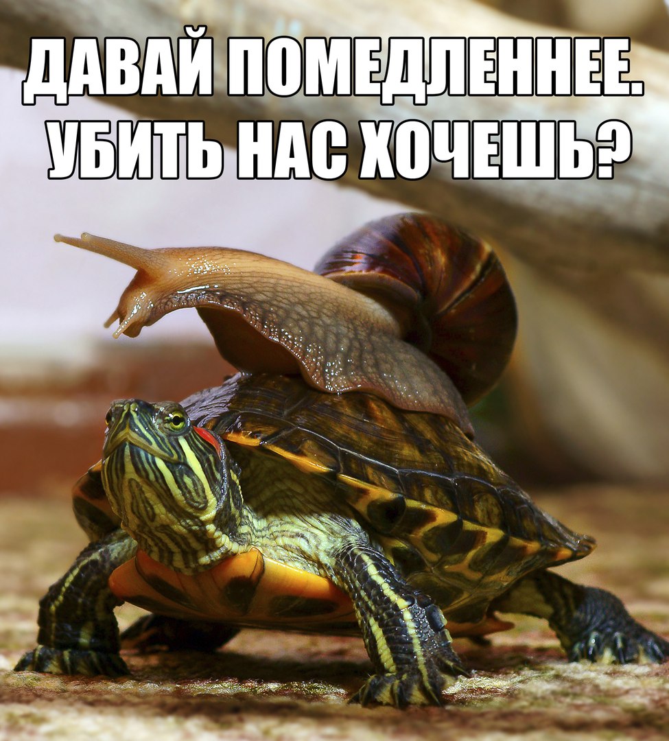 Давай помедленнее. Убить нас хочешь? Черепаха и улитка.