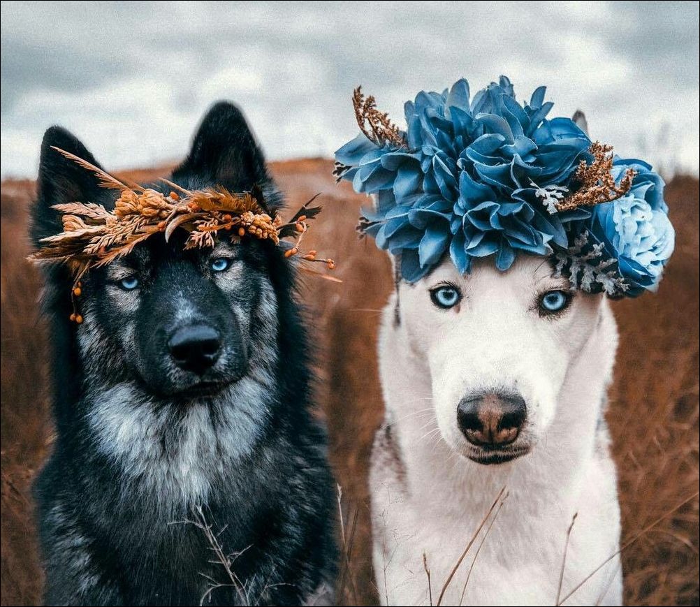 Собачки с венками на голове