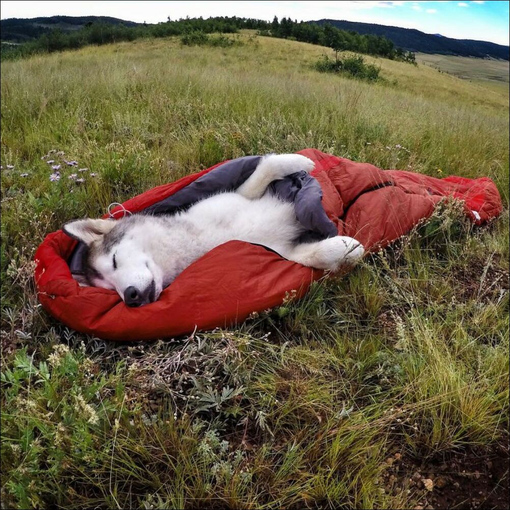 Собакен спит