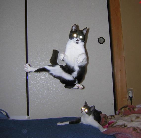Кошка - каратистка.