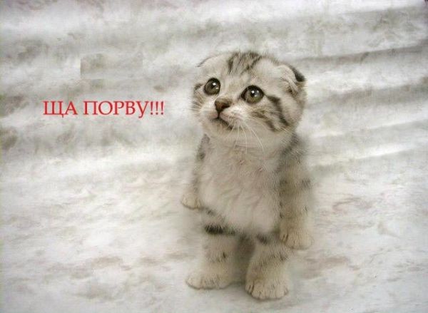 Котенок: - Ща порву!