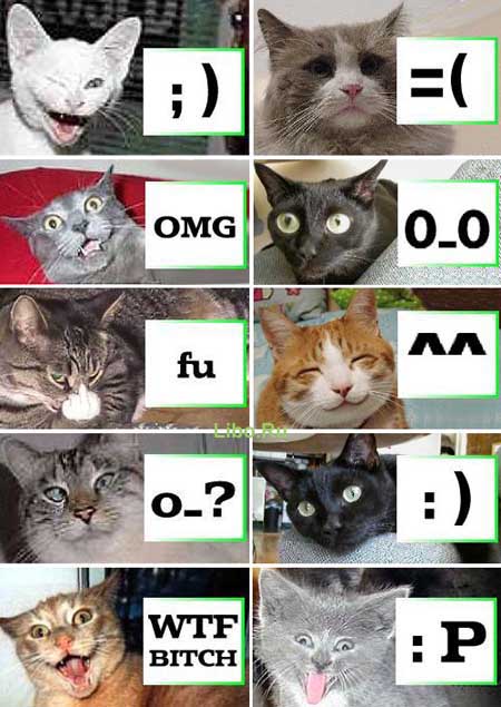 Мимика кошек