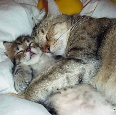 Кошечки спят