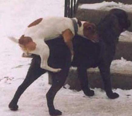 Охота. Залез же