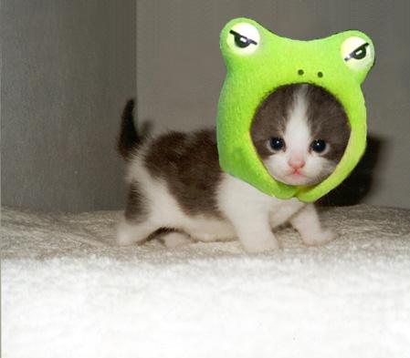 Котенок