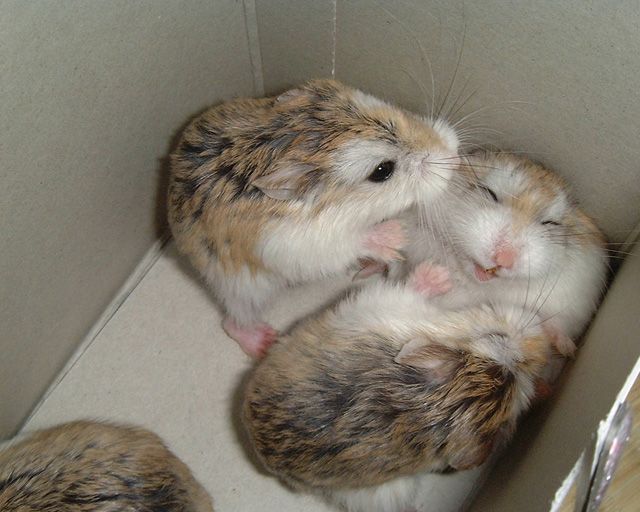 Хомячки )