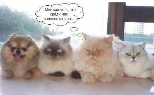 Среди нас шпион