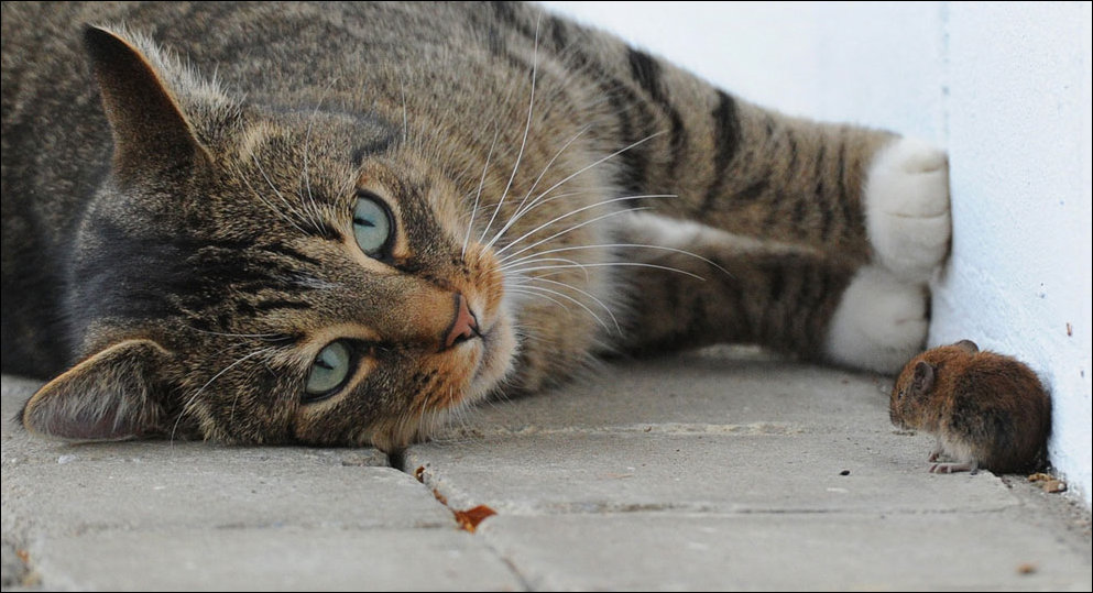 Кошка и мышка