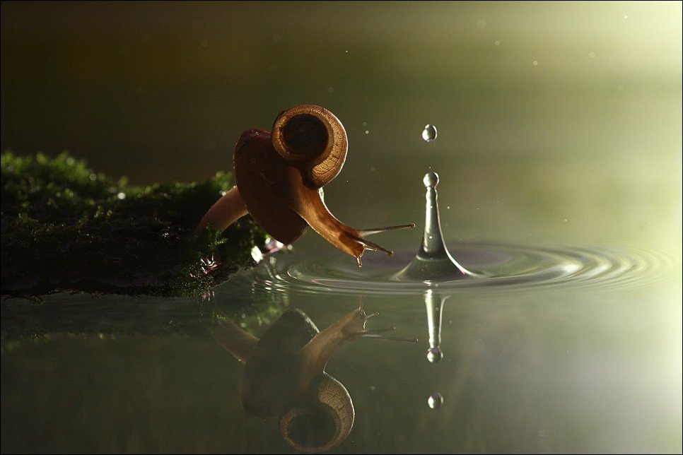 Улитка у воды