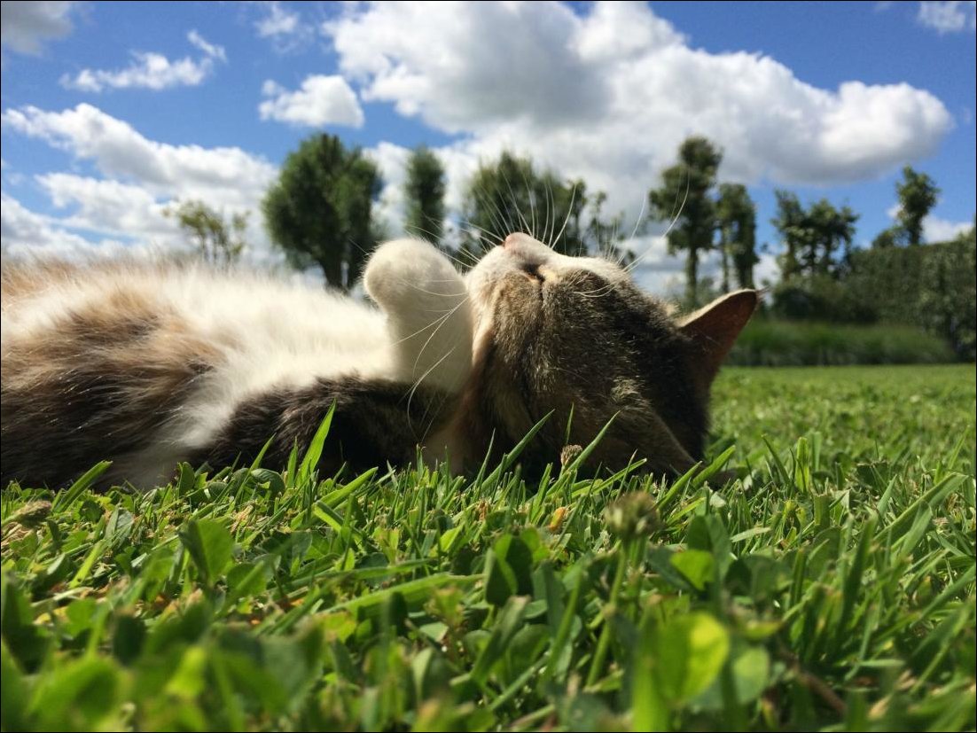 Кошечка спит на травке