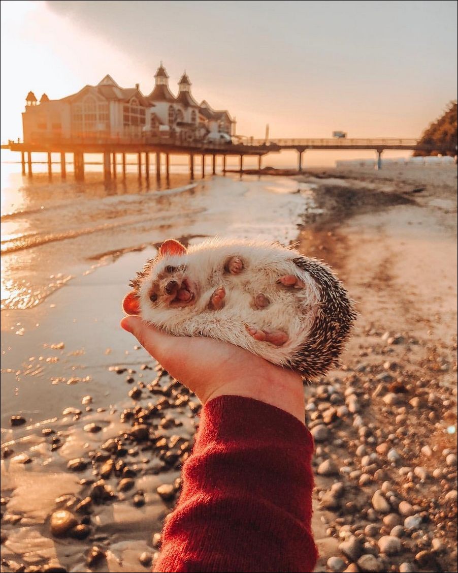 Ёжик на руке у моря