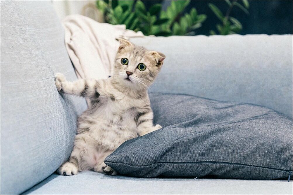 Коте маленький серенький