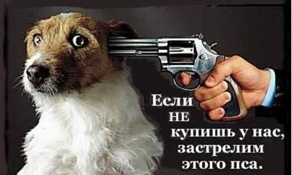 Если не купшь у нас, застрелим этого пса!