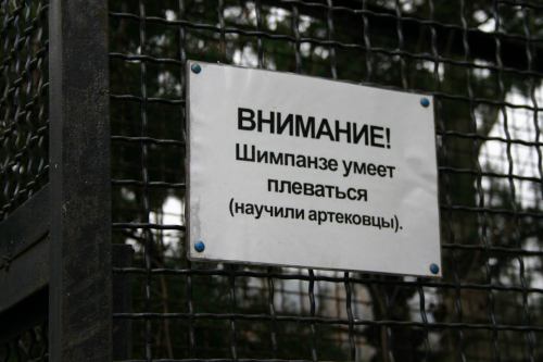 Внимание! Шимпанзе умеет плеваться (научили артековцы).