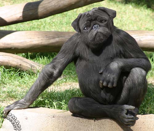 Шимпанзепесик