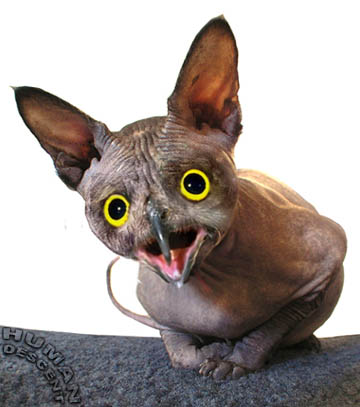 Кошкасов